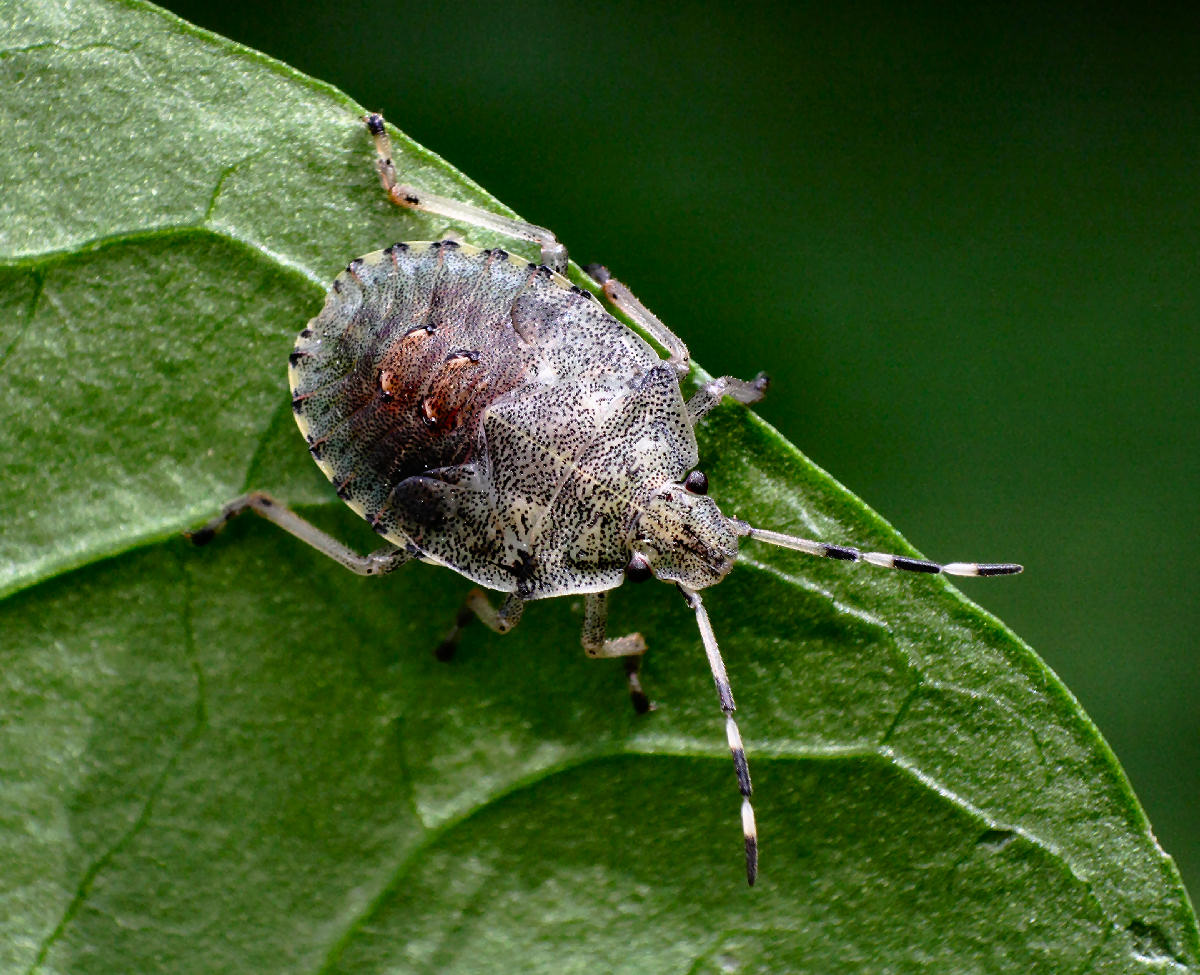 Pentatomidae: Rhaphigaster nebulosa (ninfa)